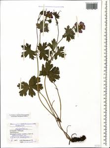 Geranium platypetalum Fisch. & C.A. Mey., Caucasus, Stavropol Krai, Karachay-Cherkessia & Kabardino-Balkaria (K1b) (Russia)