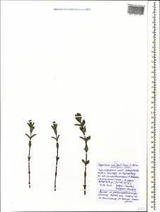 Hypericum montbretii Spach, Caucasus, Black Sea Shore (from Novorossiysk to Adler) (K3) (Russia)