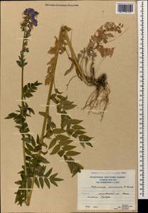 Polemonium caucasicum N. Busch, Caucasus, South Ossetia (K4b) (South Ossetia)