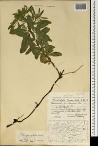 Thermopsis lanceolata R.Br., Mongolia (MONG) (Mongolia)