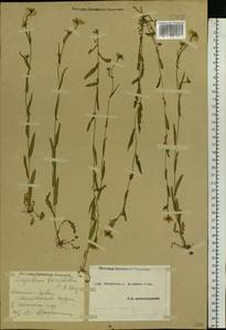 Pseudoarabidopsis toxophylla (M.Bieb.) Al-Shehbaz, O'Kane & R.A.Price, Eastern Europe, South Ukrainian region (E12) (Ukraine)