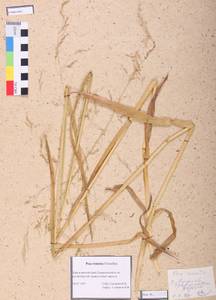 Poa remota Forselles, Siberia, Altai & Sayany Mountains (S2) (Russia)