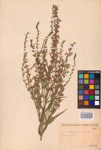 Lythrum virgatum L., Eastern Europe, Lower Volga region (E9) (Russia)