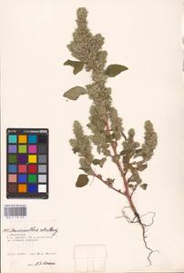 Amaranthus retroflexus L., Eastern Europe, Lower Volga region (E9) (Russia)