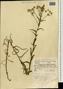 Achillea acuminata (Ledeb.) Sch. Bip., Mongolia (MONG) (Mongolia)