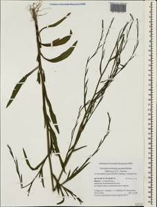 Symphyotrichum graminifolium (Spreng.) G. L. Nesom, Crimea (KRYM) (Russia)