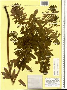 Euphorbia iberica Boiss., Caucasus, Krasnodar Krai & Adygea (K1a) (Russia)