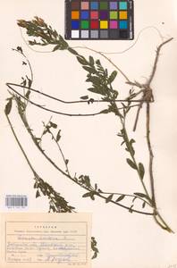 Genista tinctoria L., Eastern Europe, West Ukrainian region (E13) (Ukraine)