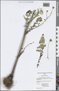 Picris hieracioides L., Eastern Europe, North-Western region (E2) (Russia)