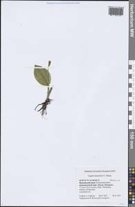 Liparis kumokiri F.Maek., Siberia, Russian Far East (S6) (Russia)