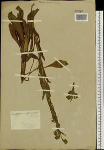 Cynoglossum officinale L., Siberia, Altai & Sayany Mountains (S2) (Russia)