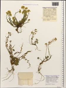 Alyssum trichostachyum Rupr., Caucasus, Stavropol Krai, Karachay-Cherkessia & Kabardino-Balkaria (K1b) (Russia)