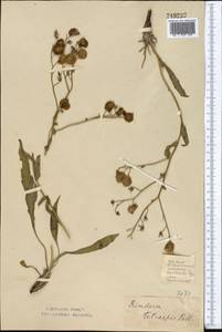Rindera tetraspis (Pall.) L'Hér. ex DC. & A. DC., Middle Asia, Northern & Central Kazakhstan (M10) (Kazakhstan)