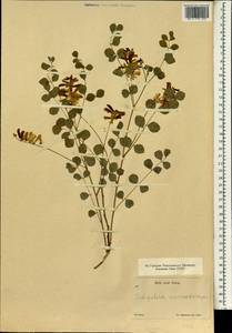 Indigofera heterantha Brandis, South Asia, South Asia (Asia outside ex-Soviet states and Mongolia) (ASIA) (China)