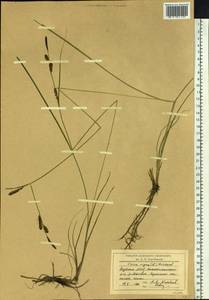 Carex nigra (L.) Reichard, Siberia, Yakutia (S5) (Russia)