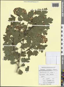 Crataegus monogyna Jacq., Caucasus, Black Sea Shore (from Novorossiysk to Adler) (K3) (Russia)