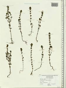 Euphrasia × vernalis List, Eastern Europe, Central forest region (E5) (Russia)