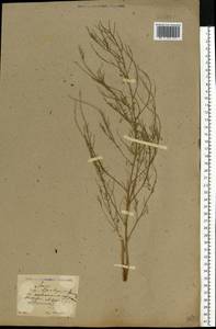 Asparagus officinalis L., Eastern Europe, North Ukrainian region (E11) (Ukraine)