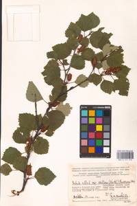 Betula pubescens var. pubescens, Eastern Europe, Northern region (E1) (Russia)