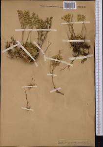 Rosularia platyphylla (Schrenk) A. Berger, Middle Asia, Northern & Central Tian Shan (M4)