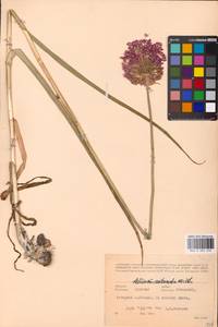 Allium rotundum L., Eastern Europe, Central forest-and-steppe region (E6) (Russia)