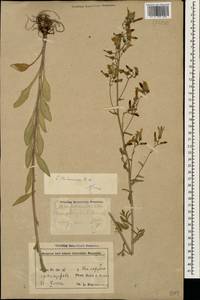Campanula sibirica subsp. hohenackeri (Fisch. & C.A.Mey.) Damboldt, Caucasus, Azerbaijan (K6) (Azerbaijan)