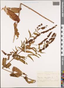 Veronica longifolia L., Siberia, Western Siberia (S1) (Russia)
