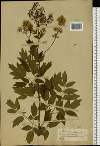 Thalictrum flavum L., Eastern Europe, Central forest-and-steppe region (E6) (Russia)