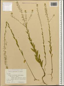 Neslia paniculata (L.) Desv., Caucasus, North Ossetia, Ingushetia & Chechnya (K1c) (Russia)