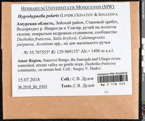 Hygrohypnella polaris (Lindb.) Ignatov & Ignatova, Bryophytes, Bryophytes - Russian Far East (excl. Chukotka & Kamchatka) (B20) (Russia)