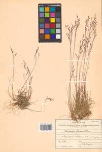 Avenella flexuosa (L.) Drejer, Siberia, Russian Far East (S6) (Russia)