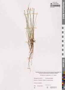 Trichophorum cespitosum (L.) Hartm., Siberia, Chukotka & Kamchatka (S7) (Russia)