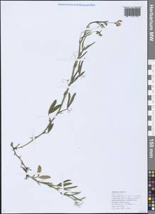 Lathyrus sylvestris L., Caucasus, Black Sea Shore (from Novorossiysk to Adler) (K3) (Russia)