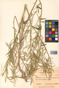 Brassica juncea (L.) Czern., Siberia, Russian Far East (S6) (Russia)