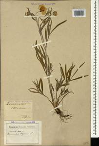Ranunculus illyricus L., Caucasus, Georgia (K4) (Georgia)