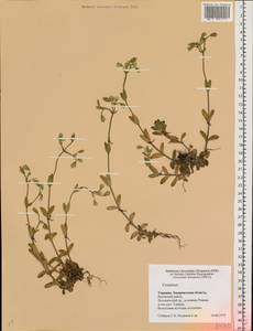 Cerastium, Eastern Europe, West Ukrainian region (E13) (Ukraine)