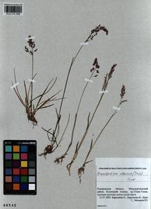 Paracolpodium altaicum (Trin.) Tzvelev, Siberia, Altai & Sayany Mountains (S2) (Russia)