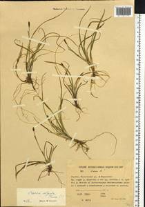 Carex algida Turcz. ex V.I.Krecz., Siberia, Yakutia (S5) (Russia)