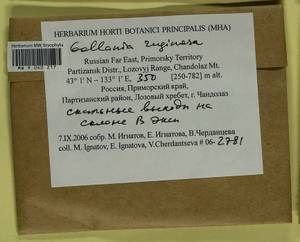 Gollania ruginosa (Mitt.) Broth., Bryophytes, Bryophytes - Russian Far East (excl. Chukotka & Kamchatka) (B20) (Russia)