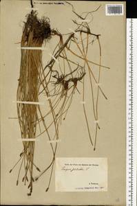 Eleocharis palustris (L.) Roem. & Schult., Eastern Europe, Estonia (E2c) (Estonia)