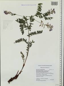 Hedysarum alpinum L., Eastern Europe, Northern region (E1) (Russia)