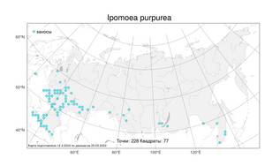 Ipomoea purpurea (L.) Roth, Atlas of the Russian Flora (FLORUS) (Russia)