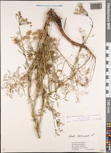 Astrodaucus orientalis (L.) Drude, Eastern Europe, Central forest-and-steppe region (E6) (Russia)