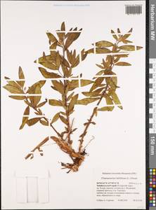 Chamaenerion latifolium (L.) Sweet, Siberia, Baikal & Transbaikal region (S4) (Russia)