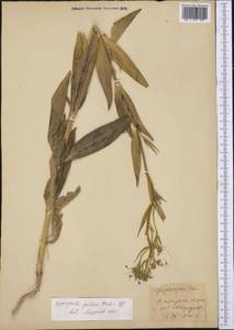 Gypsophila pilosa Huds., Middle Asia, Kopet Dag, Badkhyz, Small & Great Balkhan (M1) (Turkmenistan)