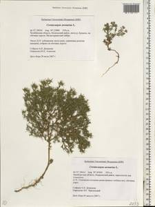 Ceratocarpus arenarius L., Eastern Europe, Eastern region (E10) (Russia)