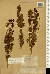 Aconitum karakolicum Rapaics, South Asia, South Asia (Asia outside ex-Soviet states and Mongolia) (ASIA) (China)