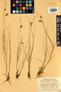 Carex pamirensis subsp. dichroa Malyschev, Siberia, Baikal & Transbaikal region (S4) (Russia)