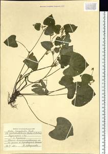 Viola langsdorfii, Siberia, Russian Far East (S6) (Russia)
