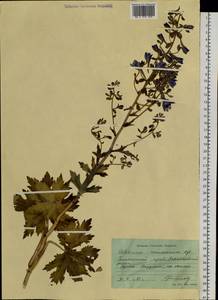 Delphinium maackianum Regel, Siberia, Russian Far East (S6) (Russia)